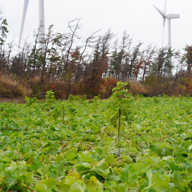 Burdock Root Tea (Gobo Cha)